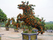 Tin tức - Độc lạ quýt hình ngựa có giá hàng chục triệu đồng ở thủ phủ cây cảnh Hưng Yên