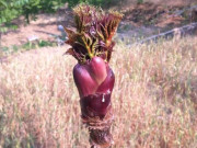 Sức khỏe - Thứ rau dại ở Việt Nam lại được xếp là “cao lương mỹ vị số 1 thế giới”, chế biến đơn giản cũng có món ngon bổ dưỡng