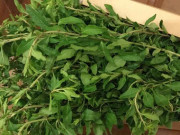 Lifestyle - Cây trước làm hàng rào không ai nghĩ ăn được, nay là đặc sản lạ được ưa chuộng, giá 75.000 đồng/kg