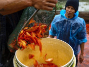 Tin tức - Nhộn nhịp thủ phủ cá chép đỏ cúng Tết ông Công, ông Táo