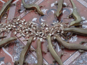 Lifestyle - Thứ nhìn rất ghê, xưa không ai dám ăn, giờ thành đặc sản được ưa chuộng đến lạ, 300.000 đồng/kg