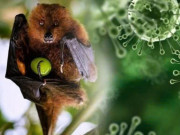 Sức khỏe - Chuyên gia lý giải nguyên nhân virus Nipah có tỷ lệ tử vong cao