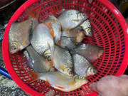 Lifestyle - Loại cá có cái tên độc lạ, xưa đầy không ai biết, giờ trở thành đặc sản quý hiếm, giá 180.000 đồng/kg