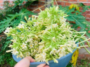 Lifestyle - Thứ xưa rụng đầy gốc, có vị đắng nay thành đặc sản được ưa chuộng, làm đủ món ngon