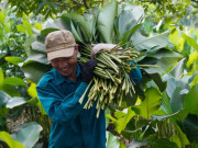 Tin tức - Làng nghề lá dong Tràng Cát vào vụ Tết, người dân tất bật "hái lá đếm tiền"