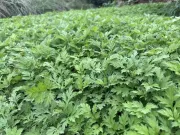 Sức khỏe - Loại rau được coi “thảo dược trường sinh của phụ nữ” có nhiều ở nước ta, chị em làm ngay món ngon này để thêm trẻ đẹp