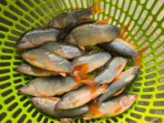 Lifestyle - Sản vật miền Tây có tên gọi dễ nhầm lẫn, thịt béo chắc, giá đắt hơn cua