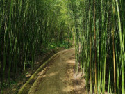 Lifestyle - “Mở khóa” rừng trúc xanh mướt tại Cao Bằng đẹp như phim, không kém gì Nhật Bản