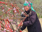 Tin tức - Nhịp xuân trên chợ đào đá Sa Pa