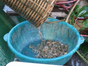 Lifestyle - Đặc sản chỉ có ở Thanh Hóa, xưa không dám ăn nay làm nhiều món nổi tiếng, ít người được thưởng thức