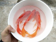 Tin tức - Cúng ông Công ông Táo: Hóa cá giấy hay thả cá chép sống?