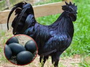 Tin tức - Nghề lạ ở Việt Nam: Nuôi con vật đen cho lợi nhuận “đỏ”, nông dân bỏ túi tiền tỷ mỗi năm, trứng bán 1 triệu đồng/quả