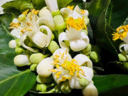 Sức khỏe - Hoa bưởi: Những lợi ích sức khỏe ít người biết