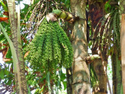 Lifestyle - Đặc sản có tên lạ, xưa không ai ăn nay dân thành phố "săn lùng" khắp nơi vì hương vị đặc biệt, vừa ngon vừa hiếm