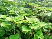 Lifestyle - Cây dại mọc bờ bụi có tên rất lạ, xưa không ai biết đến nay làm thành món đặc sản nổi tiếng, hương vị đặc biệt