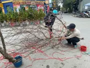 Tin tức - Khách hàng chịu chơi chi hơn 20 triệu đồng để săn đào rừng độc, lạ, dáng đẹp chơi Tết Bính ngọ 2026