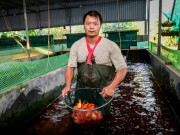 Tin tức - Người dân "thủ phủ" nuôi cá chép đỏ ở Ninh Bình thu hàng trăm triệu đồng mỗi vụ