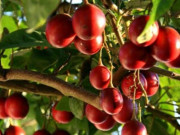 Lifestyle - Loại quả xưa không ai ngó ngàng, nay thành đặc sản có vị độc lạ, dân thành phố "săn lùng" làm nhiều món ngon