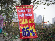 Thời tiết ép đào nở sớm, nhà vườn xả hàng gỡ vốn như chiều 30 Tết