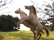 Lifestyle - Chiêm ngưỡng ngựa bạch Hữu Kiên, "báu vật" vùng cao giữa lòng Hà Nội