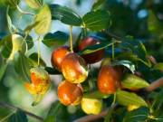 Lifestyle - Loại quả xưa không ai biết đến, nay thành đặc sản dân thành phố ưa chuộng vì hương vị lạ, vang danh khắp nơi