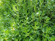 Lifestyle - Cây dại mọc bờ mương có vị đắng, nay được ưa chuộng ở thành phố vì hương vị đặc biệt, vừa ngon vừa bổ