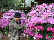 Tin tức - "Hái ra tiền" nghề cắm hoa Tết, cao điểm thu 4-5 triệu đồng/ngày