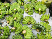 Tiêu dùng - 'Cháy hàng' chuối xanh lộc tài 700.000/nải