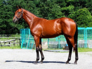 Lifestyle - 5 thú cưng đắt nhất hành tinh: Chỉ giới siêu giàu mới dám bỏ hơn 1.000 tỷ đồng để sở hữu một con vật nuôi