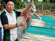 Tin tức - Loại cá xưa bị chê "lên bờ xuống ruộng", dân ghẻ lạnh, nay hóa thành đặc sản khô, bán Tết giá triệu/ký vẫn hút hàng