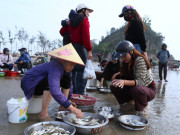 Tin tức - Mở biển lấy lộc, chợ hải sản ven biển nhộn nhịp ngày đầu năm
