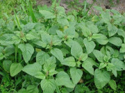 Lifestyle - Cây dại mọc tua tủa sau mưa, xưa nhổ bỏ giờ thành đặc sản nổi tiếng ở thành phố, muốn mua cũng khó