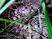 Lifestyle - Đặc sản chỉ có vào mùa mưa, xưa không ai ăn nay dân thành phố thích mê, không mấy ai được thưởng thức