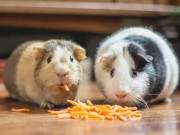 Lifestyle - 8 thú cưng mini siêu dễ thương thích hợp nuôi trong phòng nhỏ, con nào cũng độc lạ nhìn là thích mê