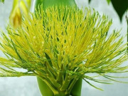 Lifestyle - Hoa của cây quen thuộc xưa không ai ăn, nay làm thành món đặc sản nổi tiếng vừa ngon vừa lạ, ai cũng mê