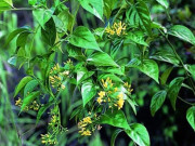 Lifestyle - Loại lá xưa không ai dám ăn, nay thành món đặc sản nổi tiếng ở Lai Châu, du khách thích mê vì hương vị lạ lẫm