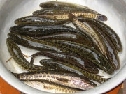 Lifestyle - Loại cá xưa đầy nhưng ai cũng chê không ăn, giờ thành đặc sản không phải muốn mua là có, giá bán 170.000 đ/kg