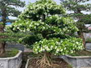 Tin tức - Loại cây xưa trồng làm hàng rào, nay thành siêu phẩm bonsai mang biểu tượng may mắn, có cây giá tiền tỷ