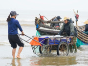Tin tức - 4h sáng ra biển, 8h thuyền vào bờ đầy ắp sứa tươi ngon