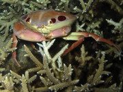 Lifestyle - Đặc sản ở vùng biển Lâm Đồng có tên rất lạ, trở thành thương hiệu nhờ hương vị đặc biệt, càng ăn càng cuốn