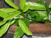 Lifestyle - Cây dại mọc bờ bụi xưa không ai hái, giờ thành đặc sản có hương vị lạ lẫm, ít người được thưởng thức