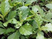 Lifestyle - Cây dại mọc đầy bờ mương “lên đời” thành đặc sản, được ưa chuộng vì hương vị lạ, nấu món nào cũng ngon