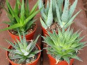 Sức khỏe - 8 loại cây cảnh chữa bệnh bạn có thể trồng tại nhà