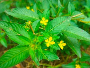 Lifestyle - Cây dại mọc ven sông có tên lạ, xưa không ai ngó ngàng nay là đặc sản thành phố nhờ hương vị khác biệt