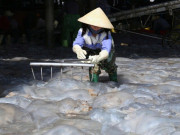 Tin tức - Cao điểm mùa khai thác sứa, ngư dân kiếm tiền triệu sau vài giờ ra khơi