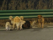 Lifestyle - Giây phút 7 chú chó bị trộm vượt 17km tìm đường về nhà mừng rỡ gặp lại chủ nhân khiến triệu người rơi nước mắt