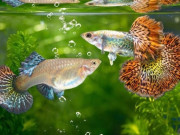 Lifestyle - 6 loại cá cảnh nhỏ bé giá rẻ thích hợp cho giới văn phòng, mang ý nghĩa phong thủy, hút tài lộc