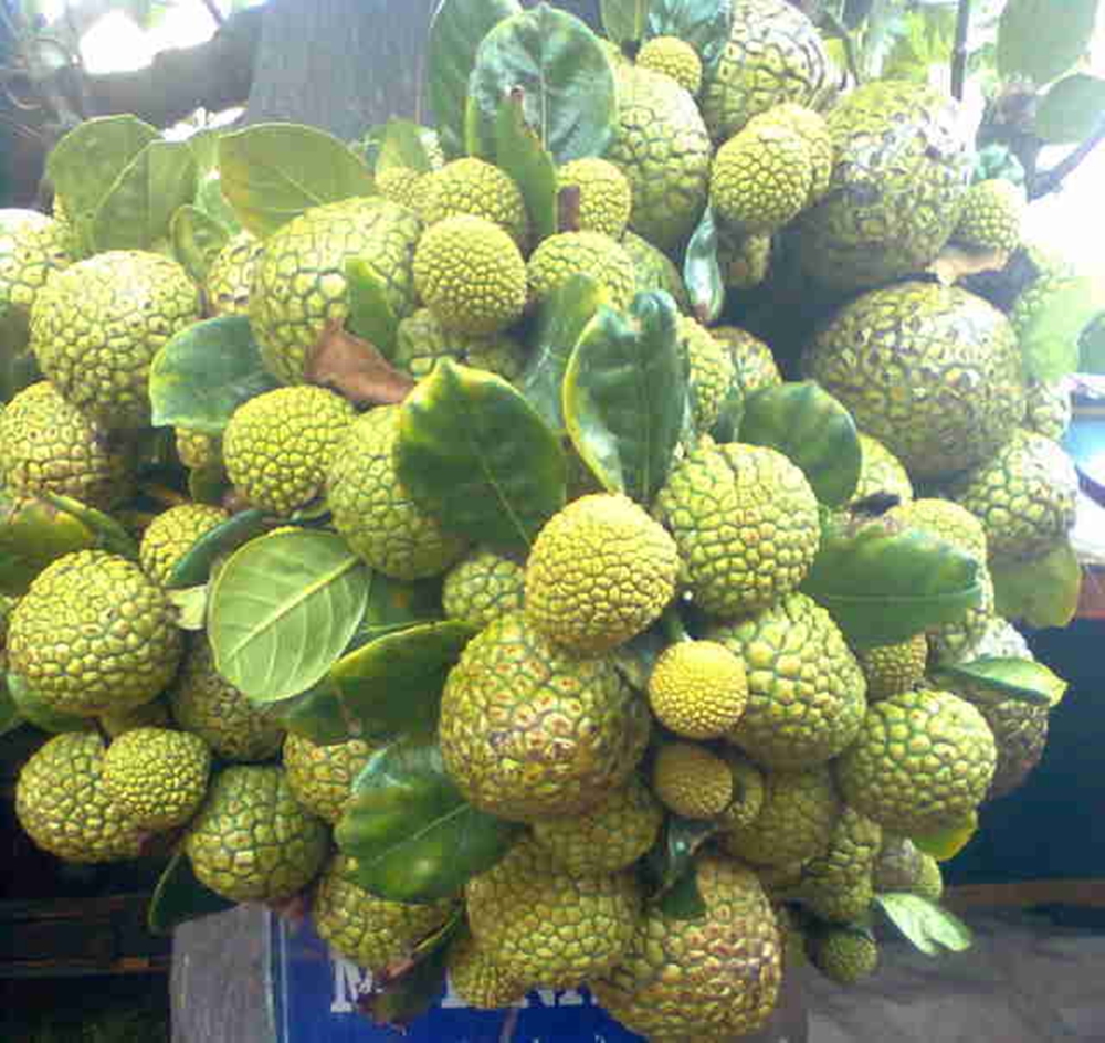 Mít nài mọc thành chùm, quả rất nhỏ, phân biệt quả chín rất dễ