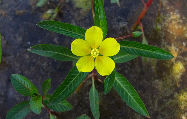 Rau mương vừa đẹp vừa ngon