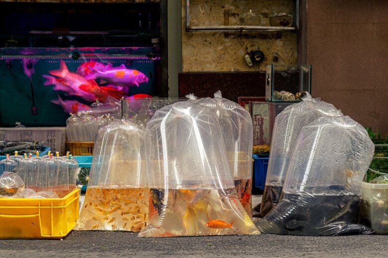 Tại khu chợ, cá gì cũng có